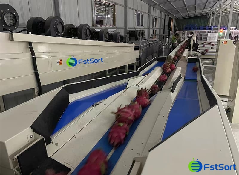 images/1657879340316dragon fruit sorter.jpg